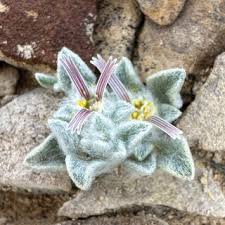 Image result for Hypericophyllum compositarum