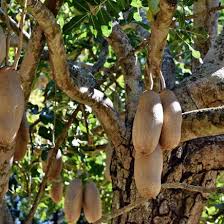 Image result for Kigelia africana