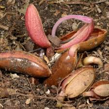 Image result for Pouteria adolfi-friedericii