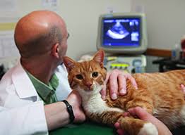 Instead, they tend to breathe through an open mouth, and there can even be but if your kitty's heart problem has developed as a result of another underlying issue, treatment of the primary disease can result in partial or complete. Hypertrophic Cardiomyopathy Cornell University College Of Veterinary Medicine