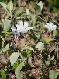 Image result for Barleria albostellata