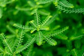Image result for Phyllanthus nyikae