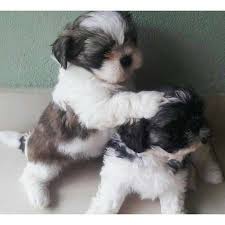 Think about color , size, male or female shih tzu. Shih Tzu Puppies For Sale Virginia Beach Va 288597