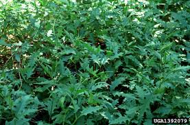 Image result for Solanum tettense