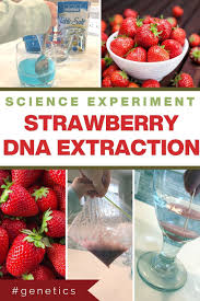 Simple Strawberry Dna Extraction Science Experiment In 2020 School Science Experiments Cool Science Experiments Homeschool Science Experiments
