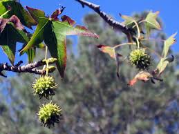 Image result for Altingiaceae