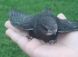 Результат пошуку зображень за запитом "стриж"