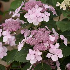 2021 long island regionals long island home. Let S Dance Diva Reblooming Hydrangea Hydrangea Macrophylla Proven Winners