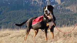 The adoration will be mutual when it comes to this breed. Trout Creek Swiss Mountain Dogs Home