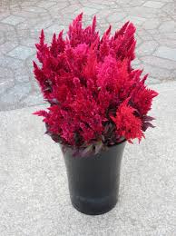 Celosia Plumosa Or Feather Celosia Colors Are Red And Wine Red Long Lasting And Fabulous Texture For Fall Bou October Flowers California Flowers Red Flowers