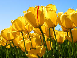We did not find results for: Ternyata Ini Asal Bunga Tulip Sebelum Menjadi Bunga Khas Belanda