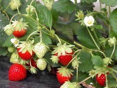 Fraisiers Comment Planter Pailler Et Entretenir Un Fraisier Jardinage Potager Jardin Potager Jardinage
