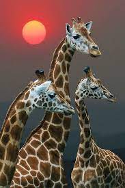 35 Beautiful And Stunning Wildlife Photography Examples Around The World Nature Animals Cute Animals Animal Photography