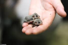 Feathertail Glider Joeys At Sydney S Taronga Zoo Are The First Ever Bred In Captivity Daily Mail Online