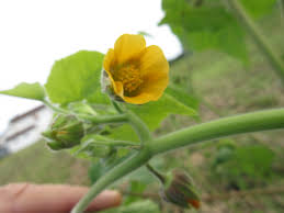 Image result for Abutilon grantii