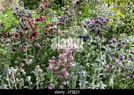 Image result for Aquilegia pompom mix