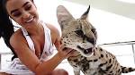Considering a Serval Cat? Know the Risks of Having One.