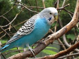 Burung kakak tua hitam putih. Blue Nuri Berombak 15 Gambar Ciri Penjagaan Burung Kakak Tua Biru Kesan Warna Pada Watak