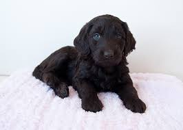 Find local goldendoodle puppies for sale and dogs for adoption near you. Valley View Doodles Of New York Labradoodle And Goldendoodle Puppies Labradoodle Breeder In Ny Goldendoodle Breeder In Ny Goldendoodle Puppies Goldendoodles Goldendoodles Upstate Ny Labradoodle Puppies