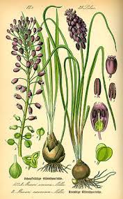 Image result for Hyacinthaceae