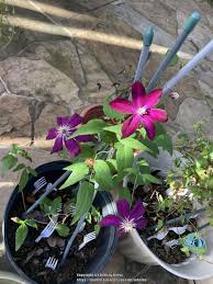 Crimson clematis 'gravetye beauty' 'scarlet clematis… find and filter plants and flowers with exact criteria. Clematis Clematis Viticella Crimson Star In The Clematis Database Garden Org
