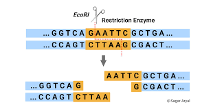 Your service member should contact his or her chain of command to find out if he or she qualifies. Restriction Enzyme Restriction Endonuclease