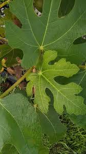 Résultat de recherche d'images pour "moscatel preto figs"