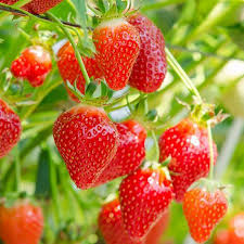 To prune strawberry plants, use clean gardening shears to remove the runners, which are the small, thin shoots coming off of the main plant. Hapil Strawberry Plant In 9cm Pot Conical Glossy Long Strawberries