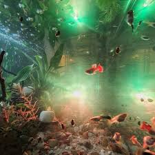 Fish farmers don't raise dragon fish, so dragon fish must be collected from the wild and shipped to us. When Creativity Comes Into Fish Pet Shop In Dragon Mart Facebook