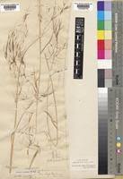 Image result for Aristida meridionalis