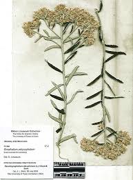 Image result for Gnaphalium