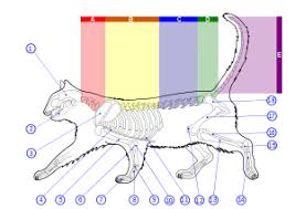 Take a look below at the diagram of a cats skeleton. Cat Anatomy Wikipedia
