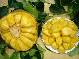 Image result for Artocarpus heterophyllus