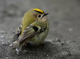 Wintergoldhahnchen Acrylmalerei Tiere Kleine Vogel Vogel Fotos