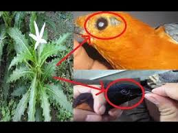 Sebenarnya ada tanaman herbal yang bisa membantu mengatasi masalah mata. 10 Cara Mengobati Burung Dengan Bunga Kitolod Paling Lengkap Arenahewan Com