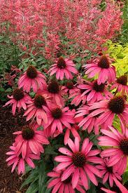 Echinacea Amazing Dream Pbr Coneflower Echinacea Beautiful Flowers Planting Flowers