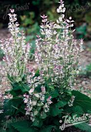 Image result for Salvia sclarea