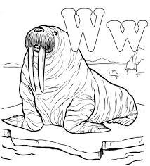 This species can easily be recognized by its whiskers and tusks. Letter W For Walrus Coloring Picture Coloring Pictures Coloring Pages Animal Coloring Pages