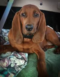 Black And Tan Coonhound Redbone Coonhound Lab Mix Redbone Coonhound Coonhound Puppy Redbone Coonhound Basset Hound Mix