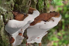 Image result for Ganoderma applanatum