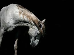 Maybe you would like to learn more about one of these? Wallpaper White Horse Head Black Background 1920x1200 Hd Picture Image