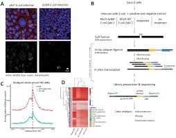 Colibactin Dna Damage Signature Indicates Causative Role In Colorectal Cancer Biorxiv