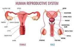 Savesave male anatomy _side view_ labelled.pdf for later. Realistic Human Reproductive System Stock Vector Illustration Of Object Internal 160067340