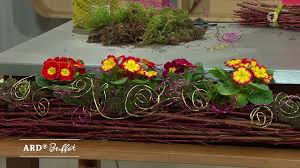 Gepflanztes Objekt Mit Primeln Und Asten Nadine Weckardt Kreativ Ard Buffet Swr De Ard Buffet Pflanzen Fruhlingsblumen