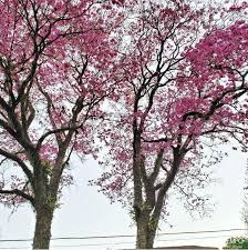 Frente fria e chuva chegam no fim de semana. Quarta Feira Umida E Fria Na Grande Sp Noticias Climatempo