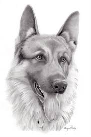They're heavy on the detail and surely the artists spent a lot of time 1. Pencil Cute Realistic Drawings Of Animals