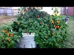 This is because the roots don't have to go looking for water and nutrients, allowing the energy to be used to grow foliage instead. Diy Guide How To Make Off Grid Hydroponic Self Watering Container Youtube
