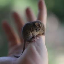 I Do Declayuh Cute Overload Cute Little Animals Cute Animals Cute Animal Pictures