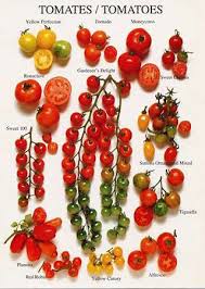 La Tomate Et Ses Varietes Dossier