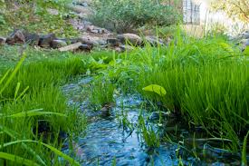 Image result for Huaceae